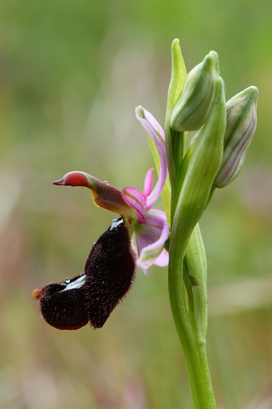 Ophrys bertolonii e suo simile