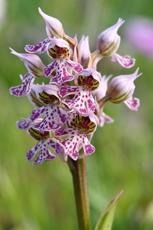 Orchis tridentata??
