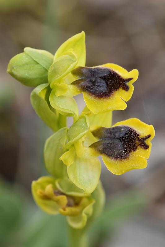 Ophrys lutea subsp. phryganae??