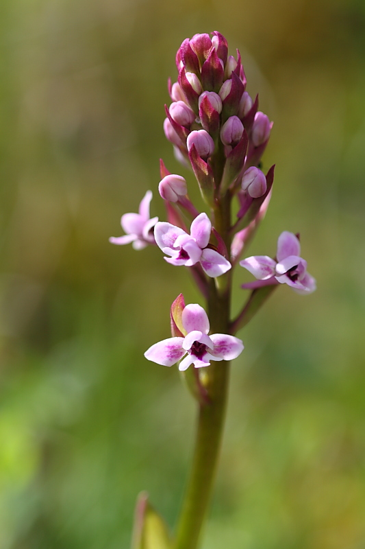 Orchis brancifortii / Orchidea di Brancifortii