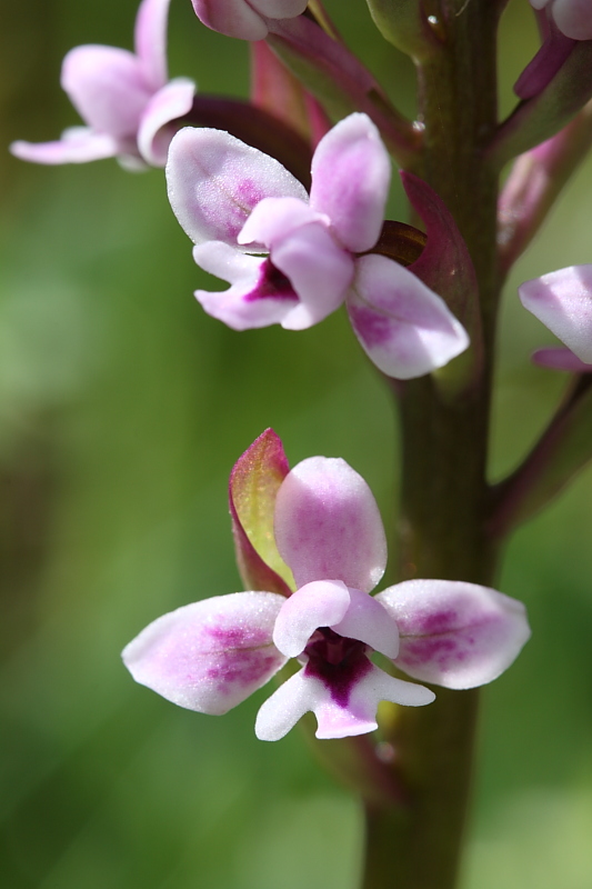 Orchis brancifortii / Orchidea di Brancifortii