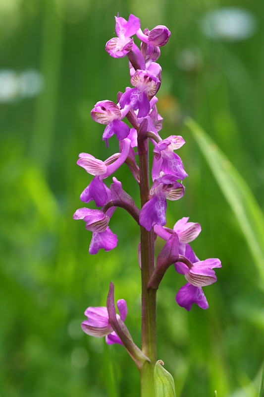 Anacamptis morio?
