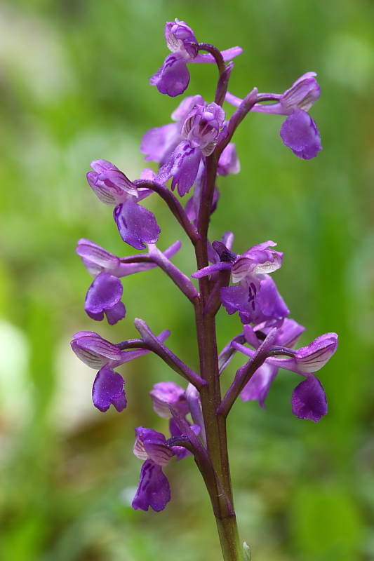 Anacamptis morio?