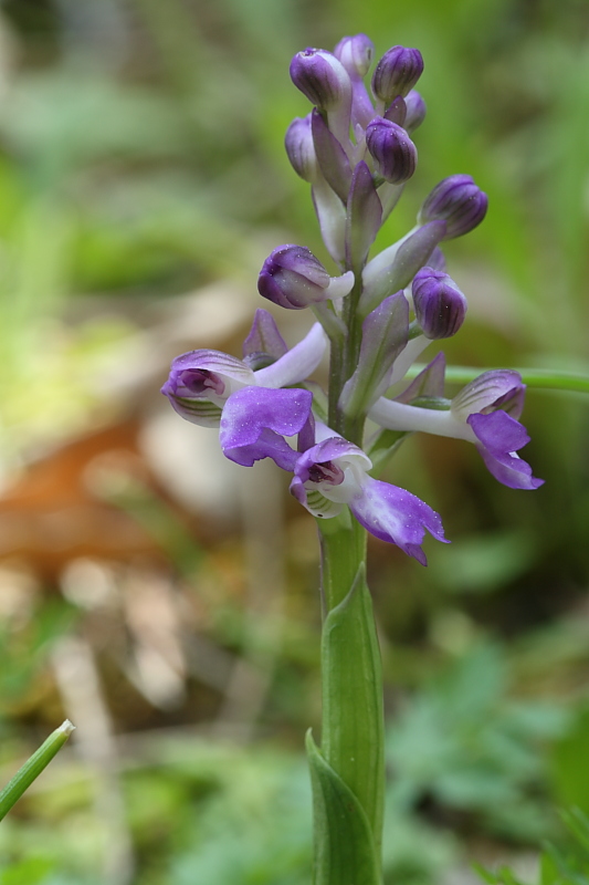 Anacamptis morio?