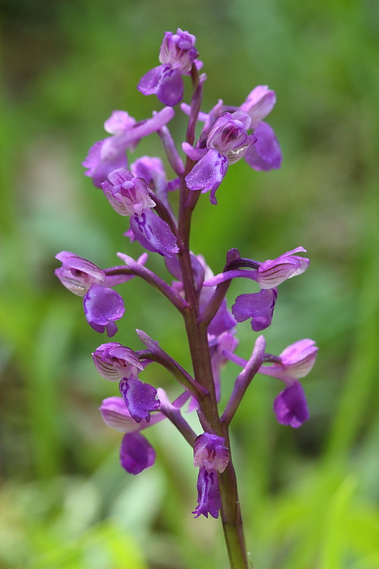 Anacamptis morio?