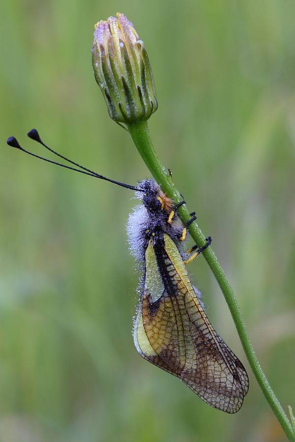 Libelloides coccajus