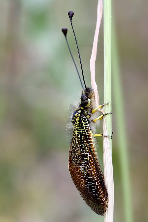 Libelloides siculus