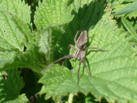 Pisaura sp.