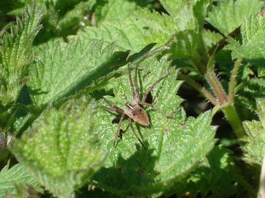 Pisaura sp.