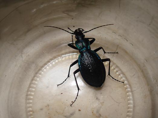 Scarabeo da identificare: Carabus (Chaetocarabus) lefebvrei