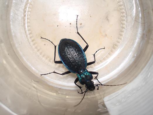 Scarabeo da identificare: Carabus (Chaetocarabus) lefebvrei