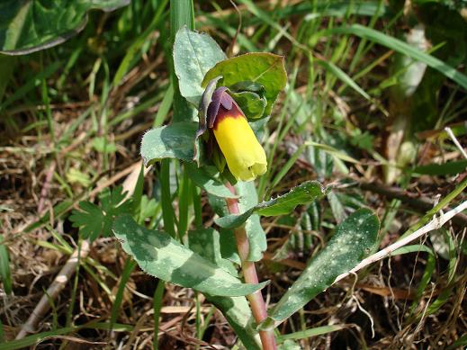 Cerinthe major