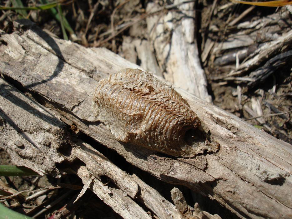 Cos''????? - Ooteca di Mantide