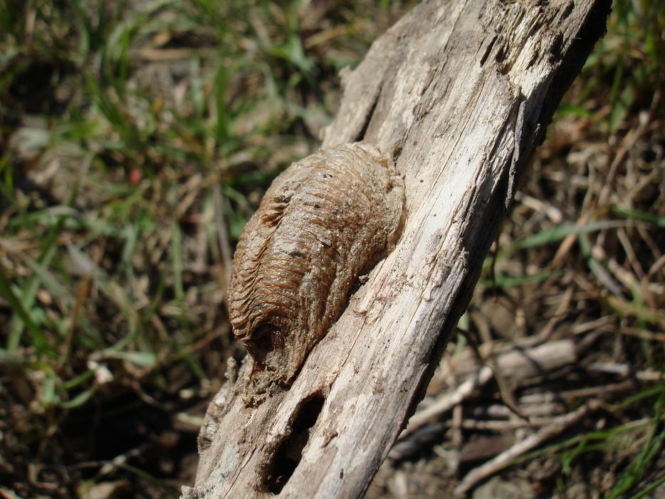 Cos''????? - Ooteca di Mantide