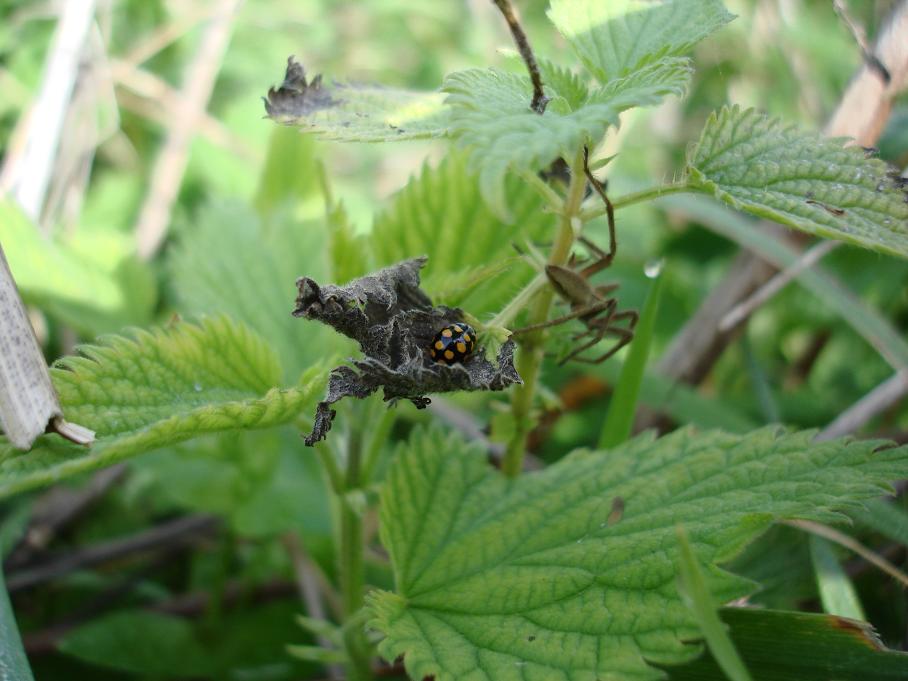 Coccinella nera e gialla: Coccinula quatuordecimpustulata