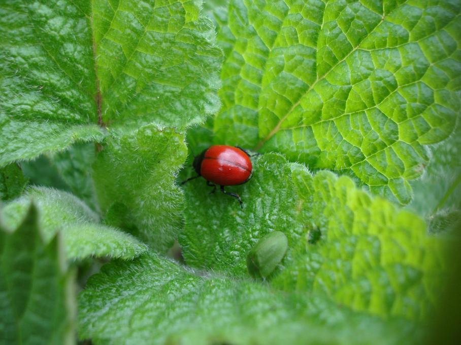 Chrysolina lutea? e Cassida viridis, Chrysomelidae