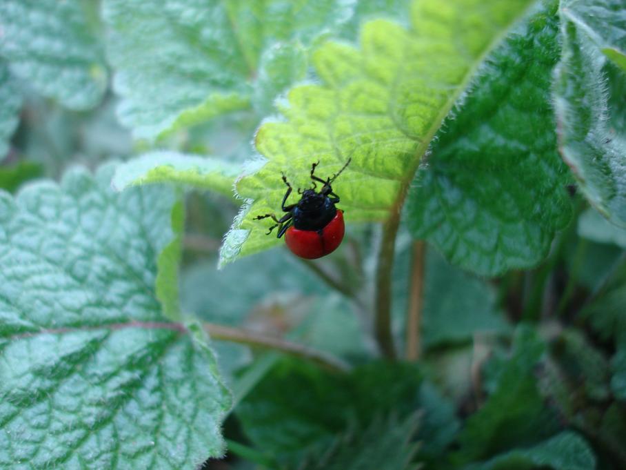 Chrysolina lutea? e Cassida viridis, Chrysomelidae