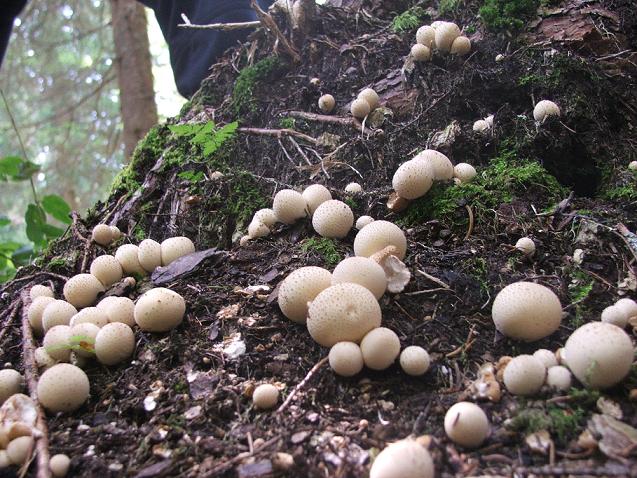 Funghi di forma sferica...