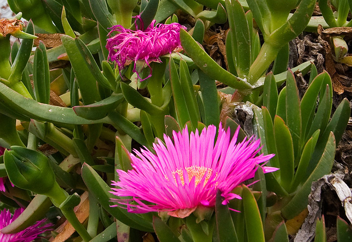 Giannutri - Carpobrotus edulis e acinaciformis
