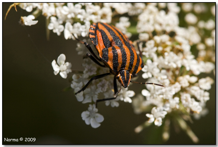 Graphosoma lineatum italicum