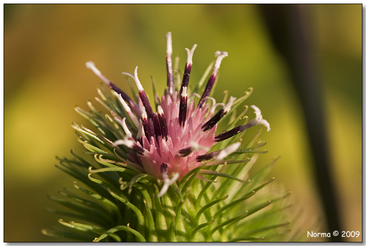 Pianta da determinare - Arctium sp.