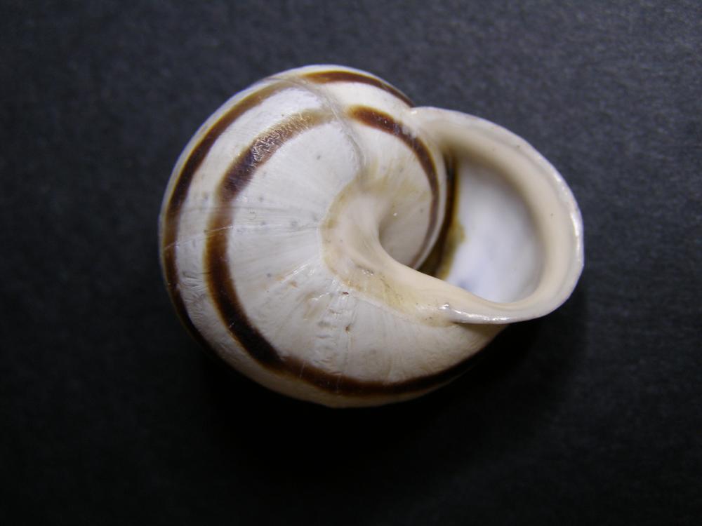 Alcuni molluschi terrestri 1