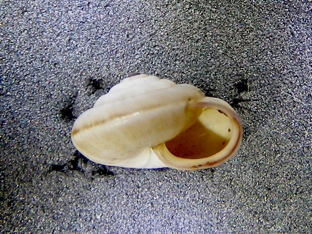 Alcuni molluschi terrestri 1