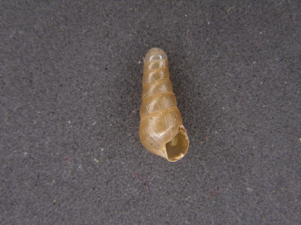 Alcuni Molluschi terrestri 2