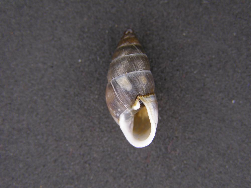 Alcuni Molluschi terrestri 2