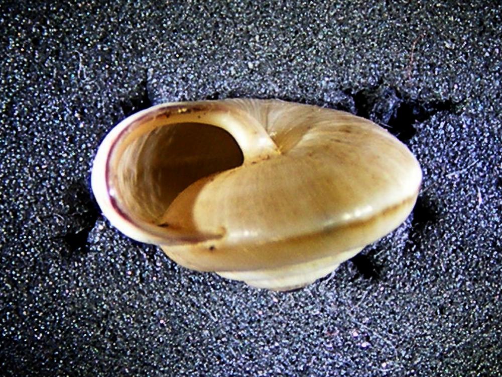 Alcuni molluschi terrestri 1