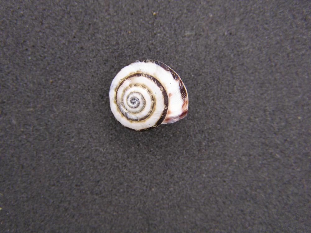 Alcuni molluschi terrestri 1