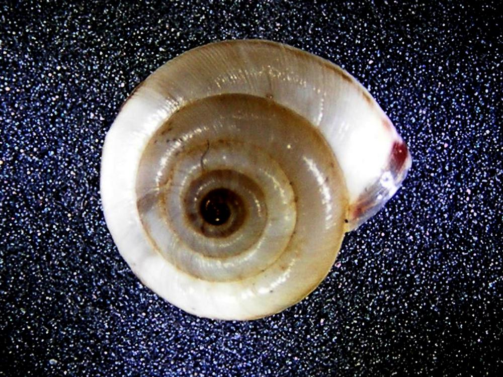 Alcuni molluschi terrestri 1