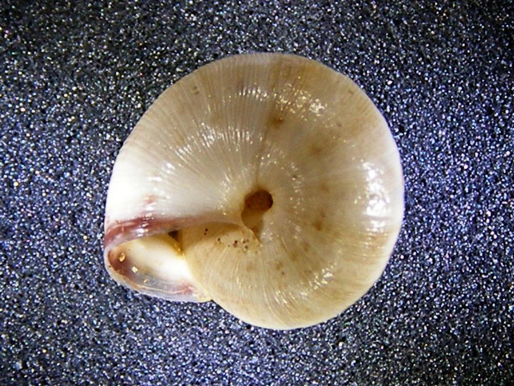 Alcuni molluschi terrestri 1