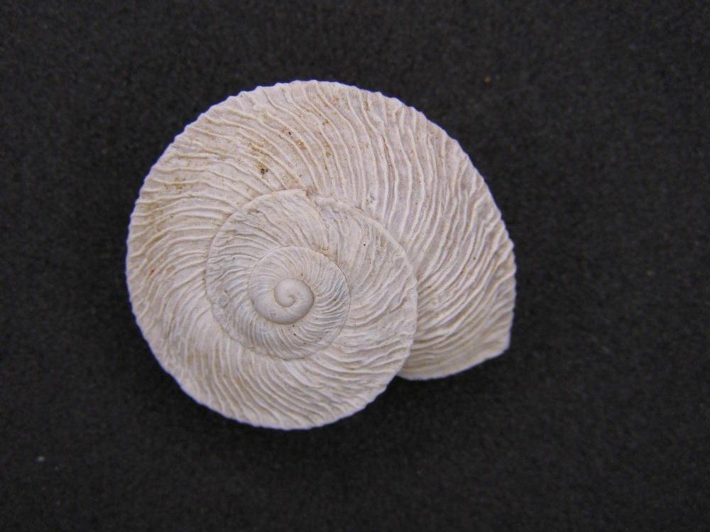 Alcuni molluschi terrestri 1