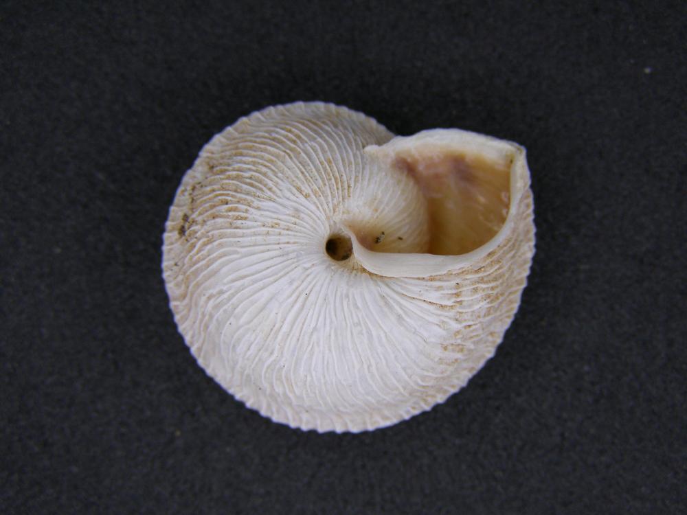 Alcuni molluschi terrestri 1
