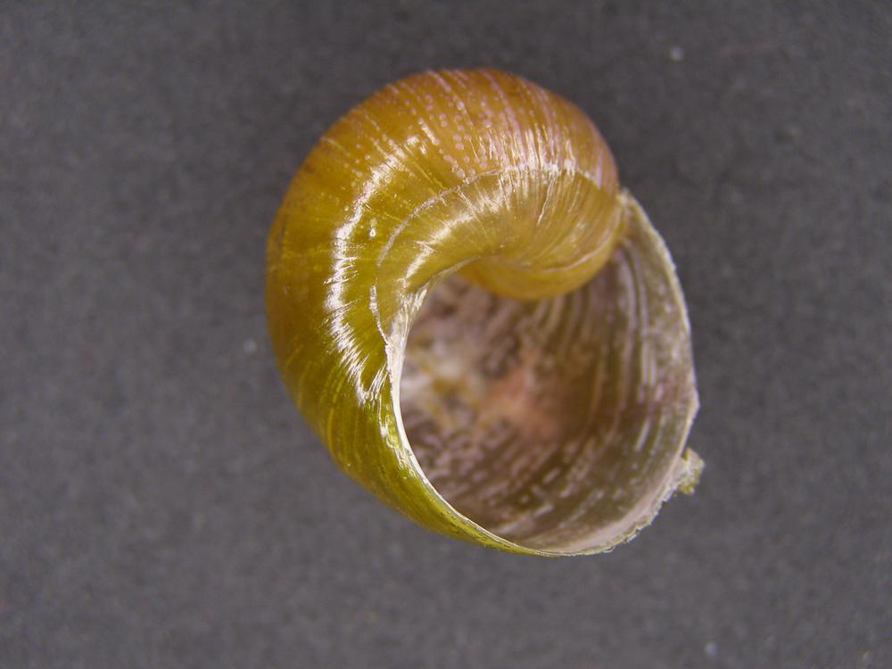 Alcuni Molluschi terrestri 2