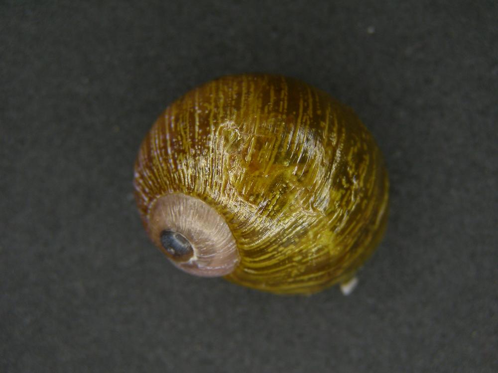 Alcuni Molluschi terrestri 2