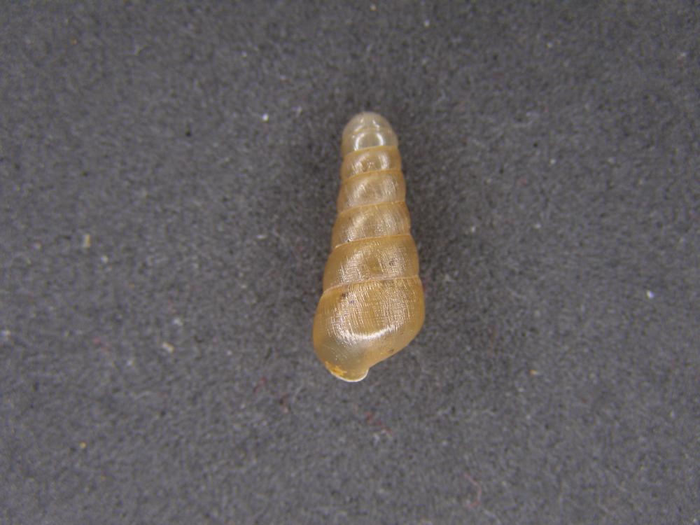 Alcuni Molluschi terrestri 2