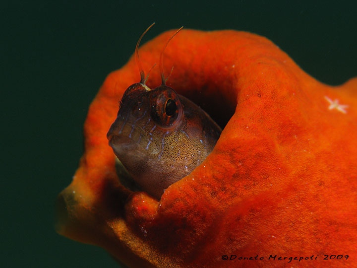 Bavosa bianca (Parablennius rouxi)