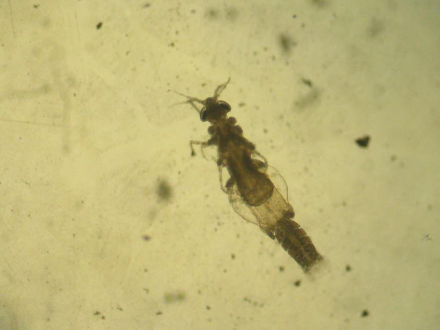 Gnathia sp.