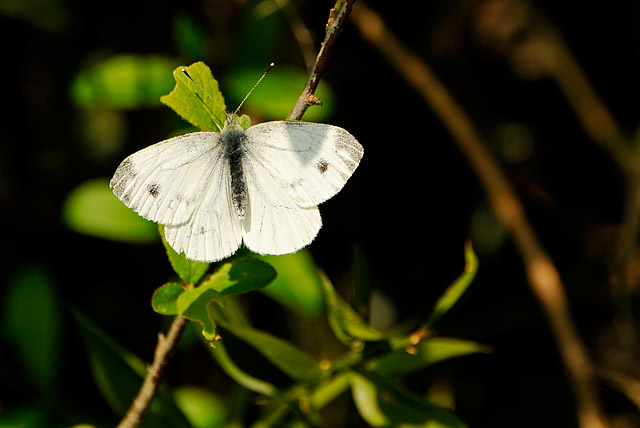 Cavolaia... - Pieris napi