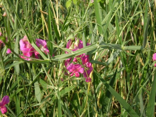 Lathyrus sylvestris