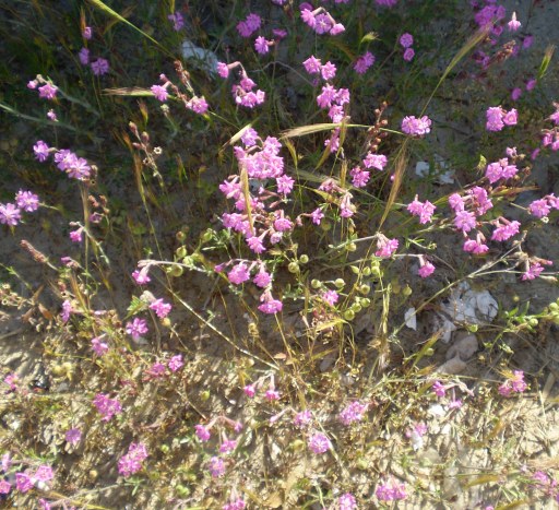 Silene gr. colorata