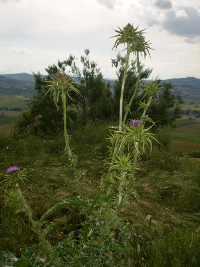 Silybum marianum / Cardo mariano
