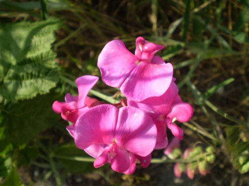 Lathyrus sylvestris