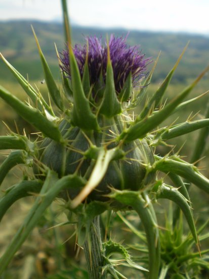 Silybum marianum / Cardo mariano