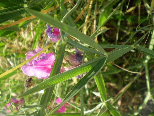 Lathyrus sylvestris