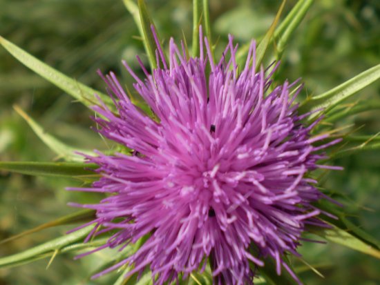 Silybum marianum / Cardo mariano