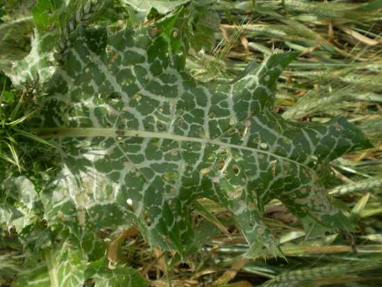 Silybum marianum / Cardo mariano