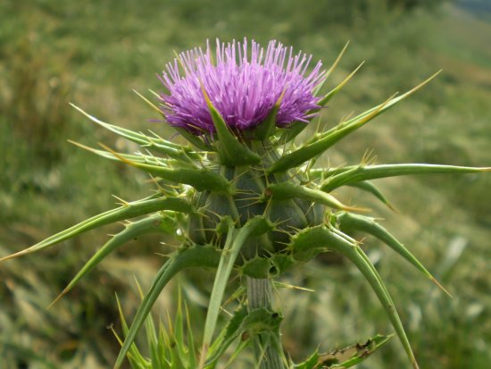 Silybum marianum / Cardo mariano